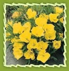 Evening Primrose Oil (oenothera Biennis)