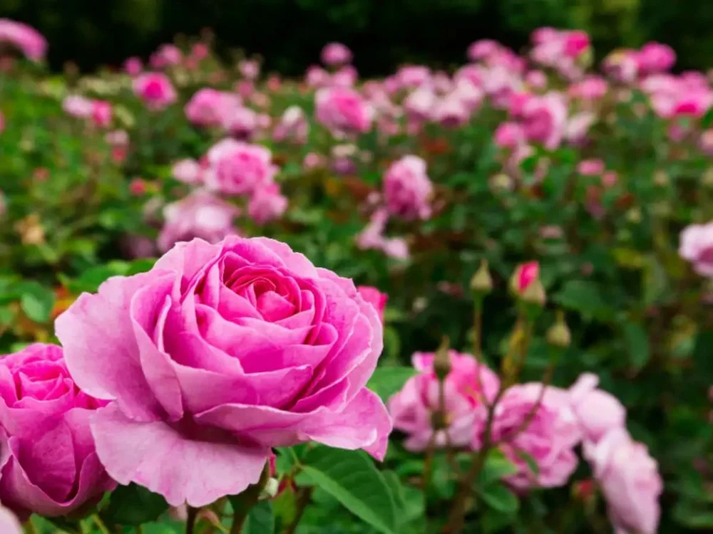 Rose Oil