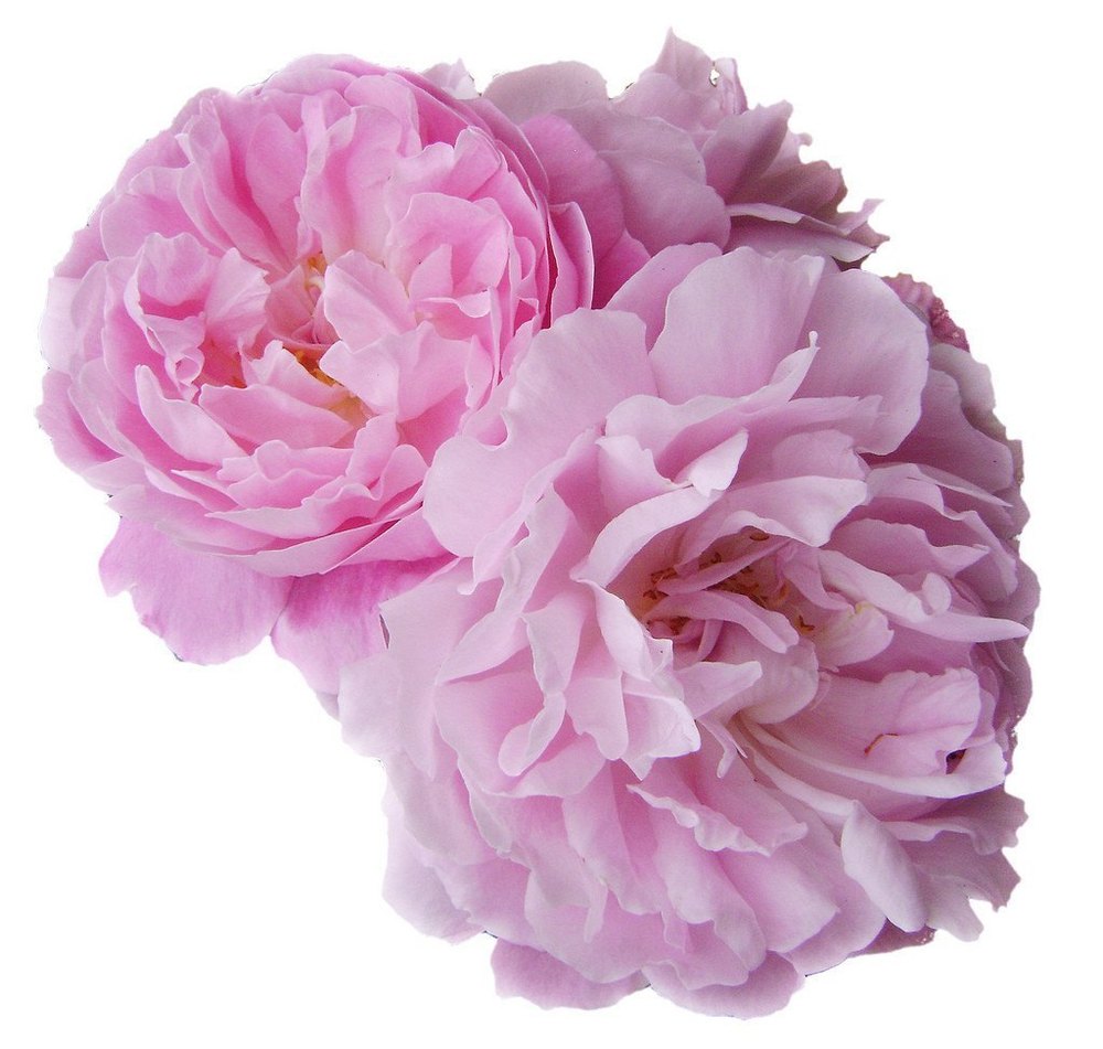 Rosa x centifolia L. Rose De Mai Oil, For Cosmetic, Packaging Type: Bottle