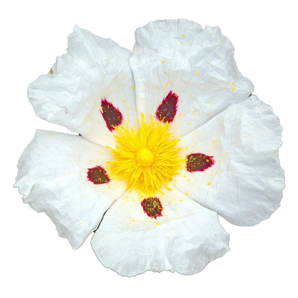 Cistus ladanifer L. Labdanum/Cistus/Rock Rose Oil, For Aromatherapy