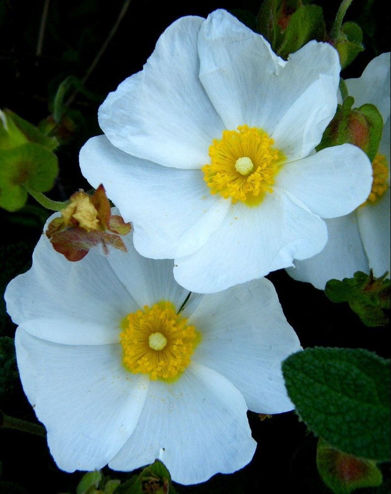 Cistus Oil/ Rock Rose Oil