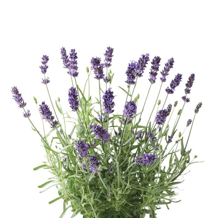 Lavandin Super Organic Oil