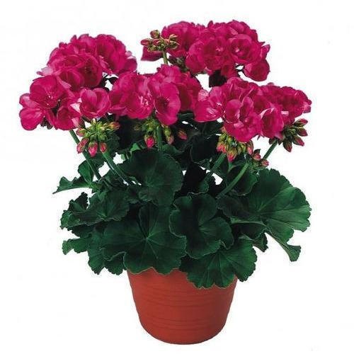 100% Pure Pelargonium graveolens Geranium Essential Oil, For Aromatherapy
