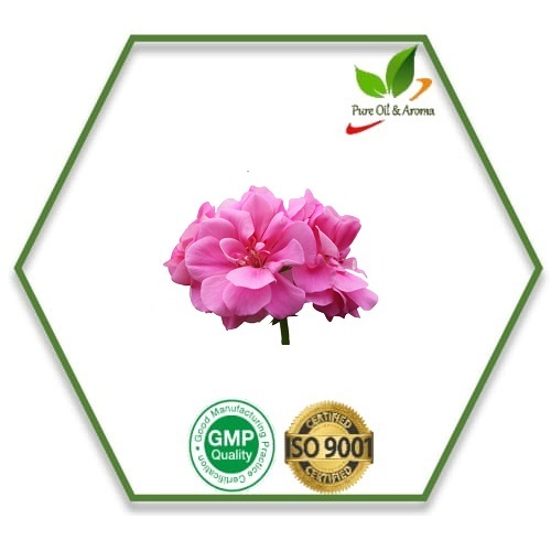 Characteristic Rose Geranium Oil, For Aromatherapy