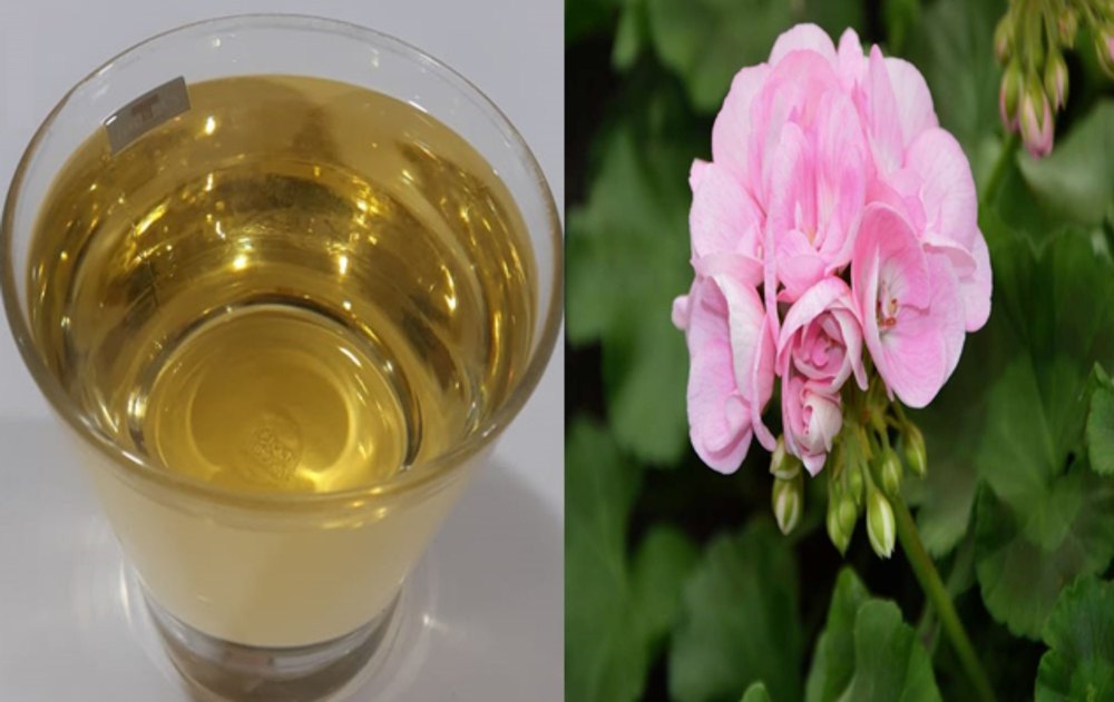 Rose Geranium Essential Oil