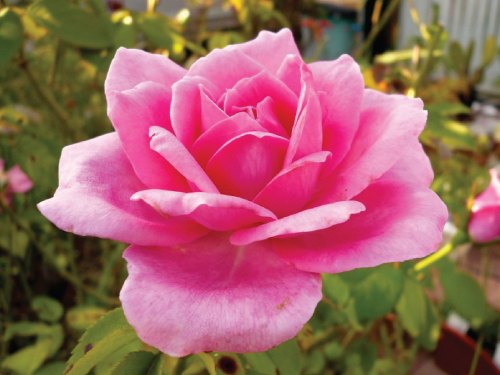 KS Essentials Rose Water for Skin Care, Packaging Size: 1 Litre To 180 Litre
