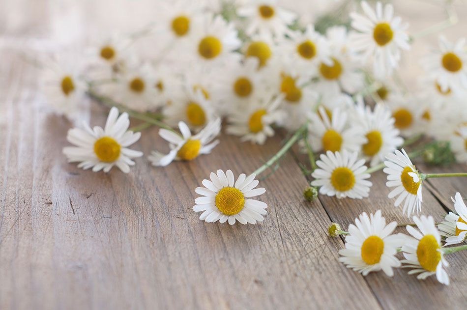 Chamomile German Hydrosol Oil