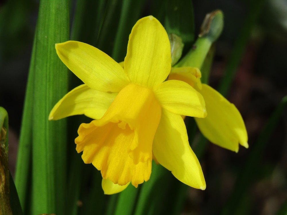 Transperent Daffodil Hydrosol, Type Of Packaging: Bottle, Packaging Size: 1 Ltr
