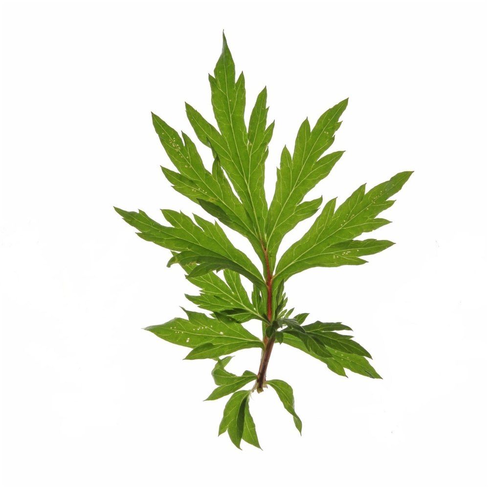 Steam Distillation Davana Essential Oil