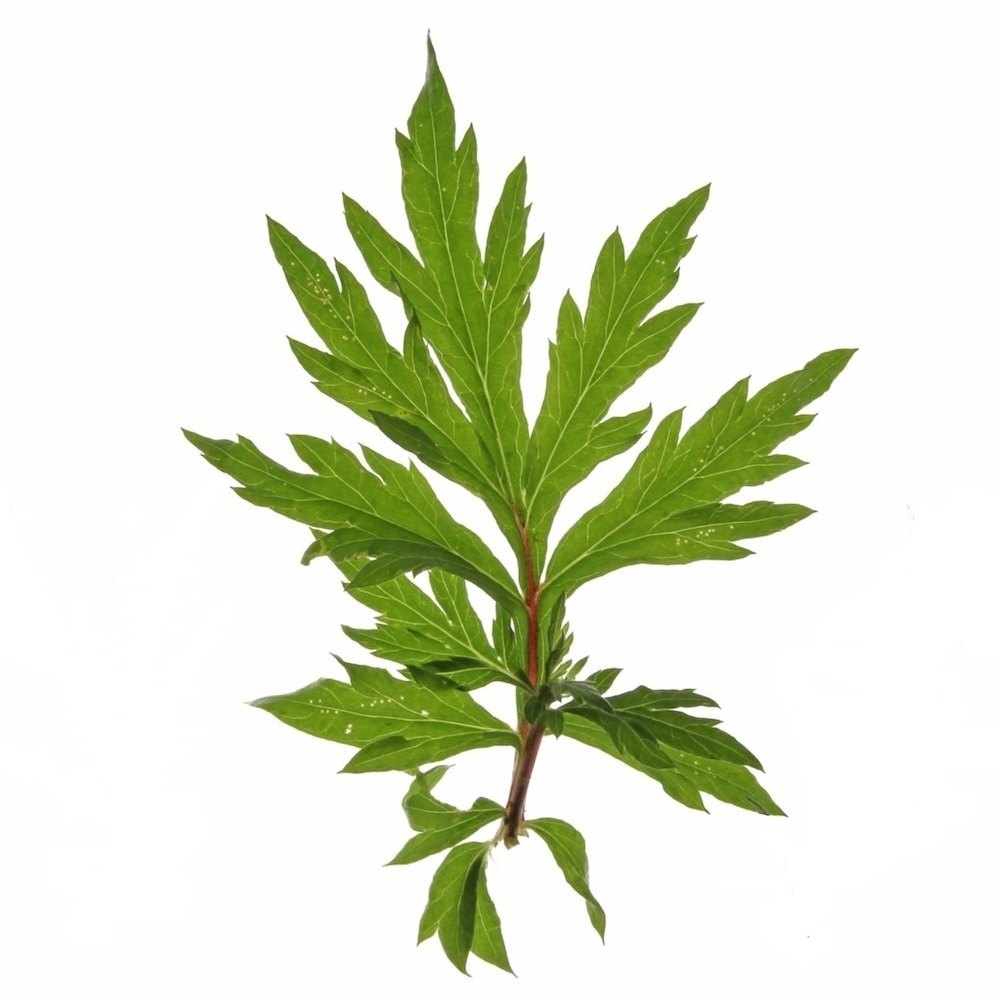 Davana Oil