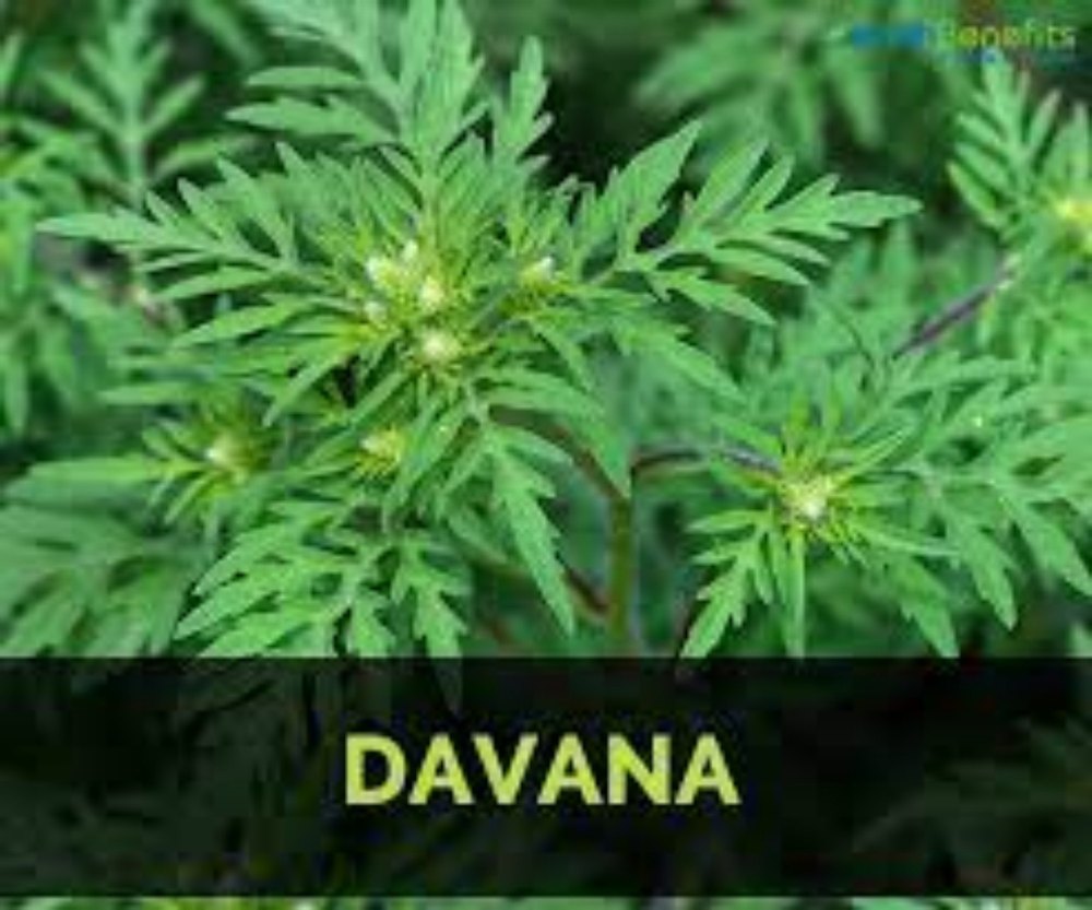 Davana Essential Oil