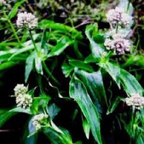 Davana Oil