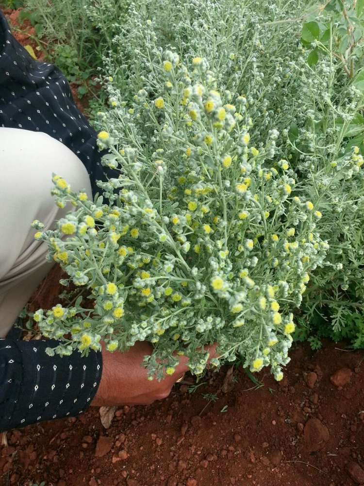 Artemisia Pallens Pale Yellow Davana Oil