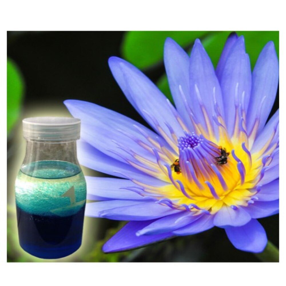 Blue Lotus Absolute Oil