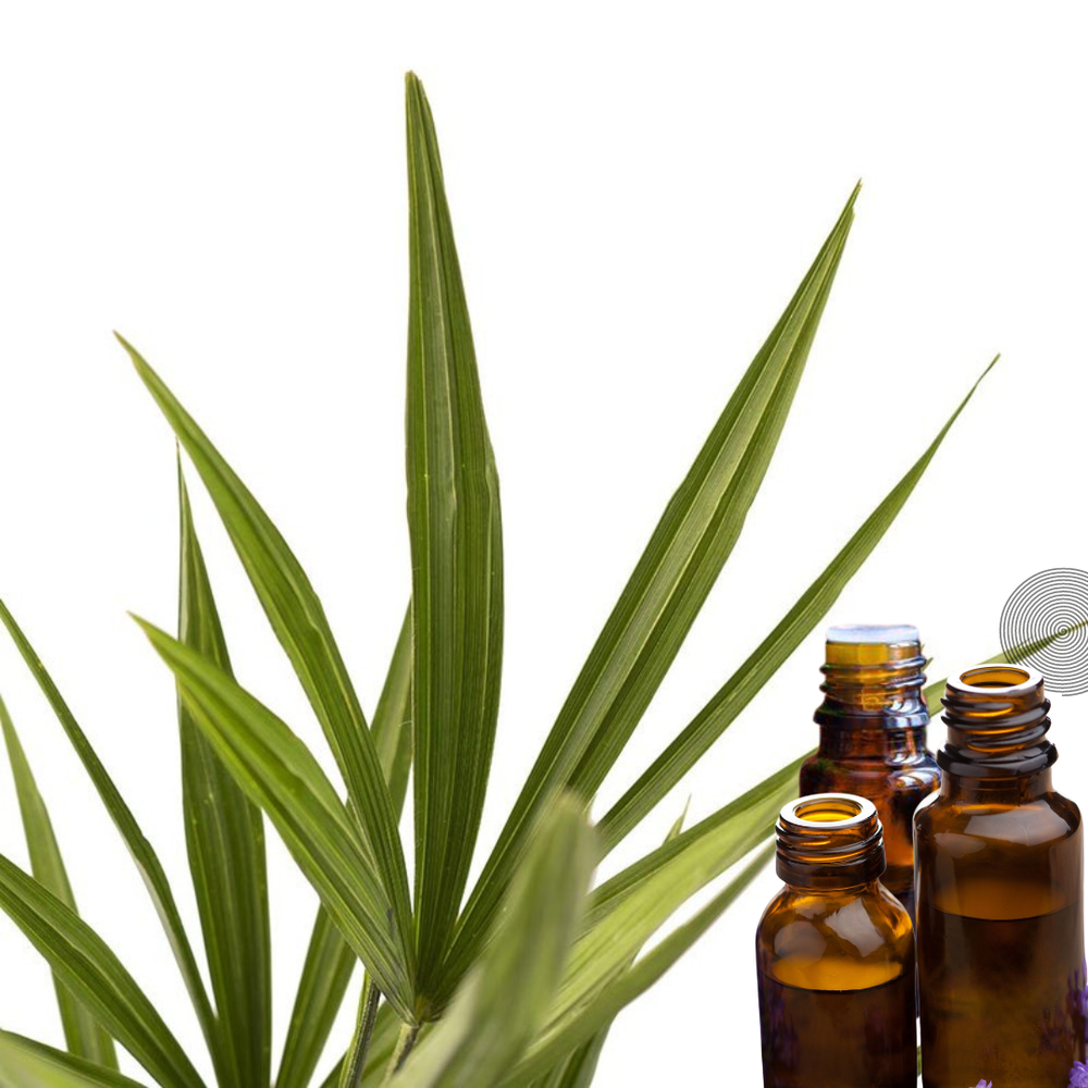 Kewra Oil