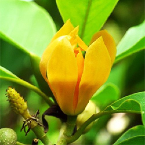 Scorpion Aromas Liquid Champa Oil, For Cosmetic, 500 G