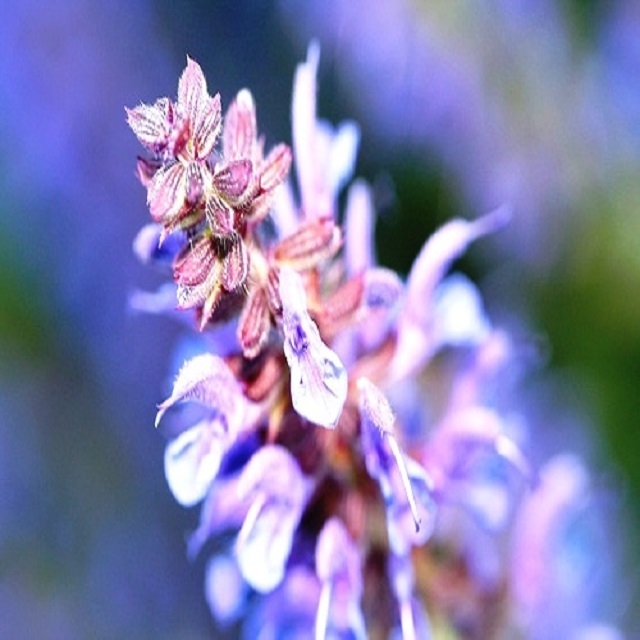 Liquid 99% Pure Clary Sage Oil