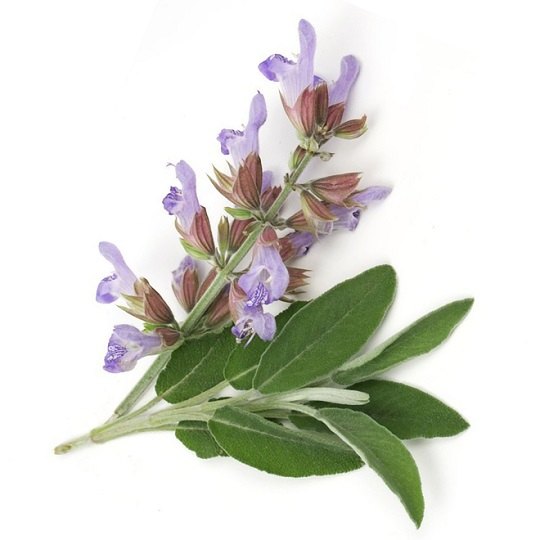 Flowers Liquid Clary Sage Essential Oil