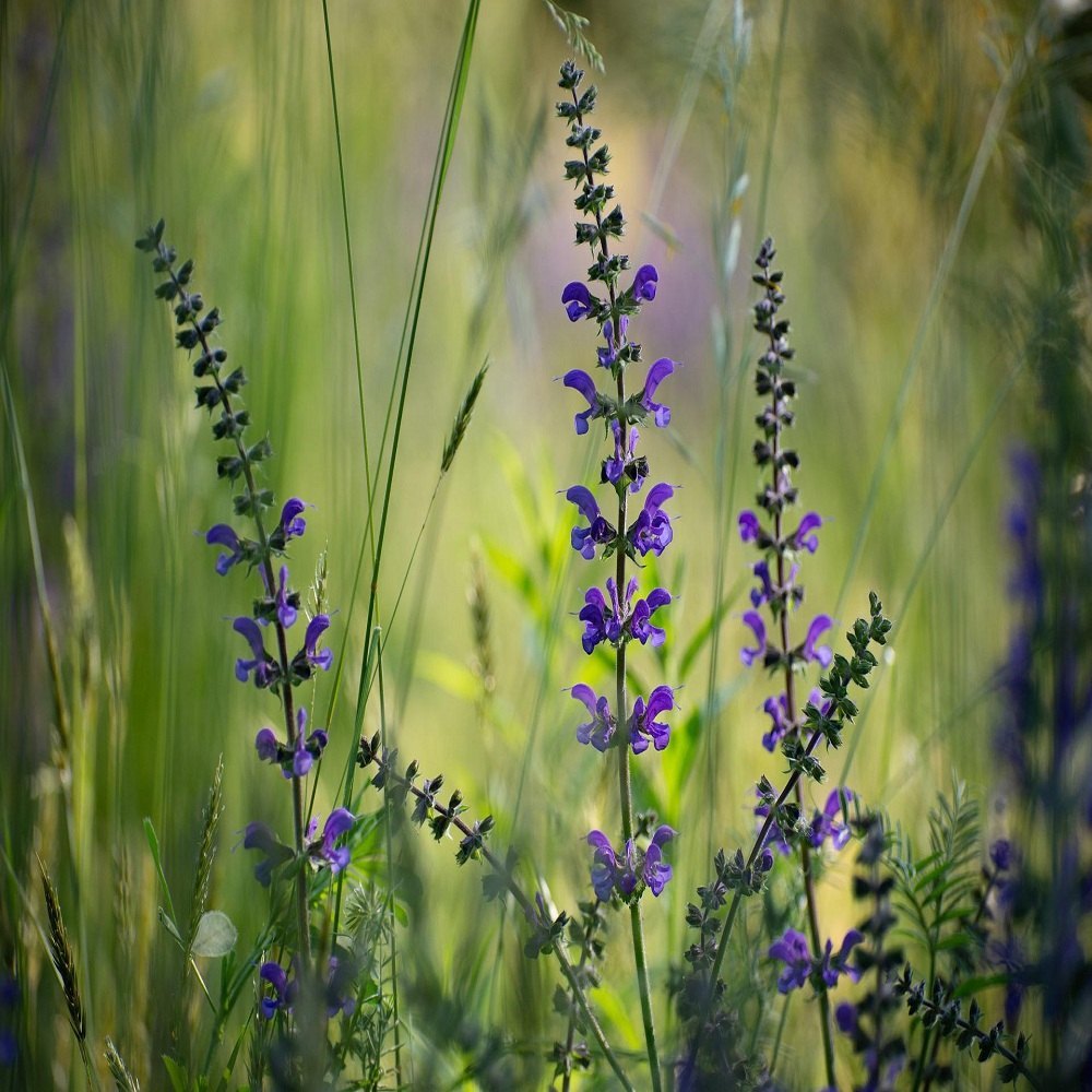 Clary Sage Oil