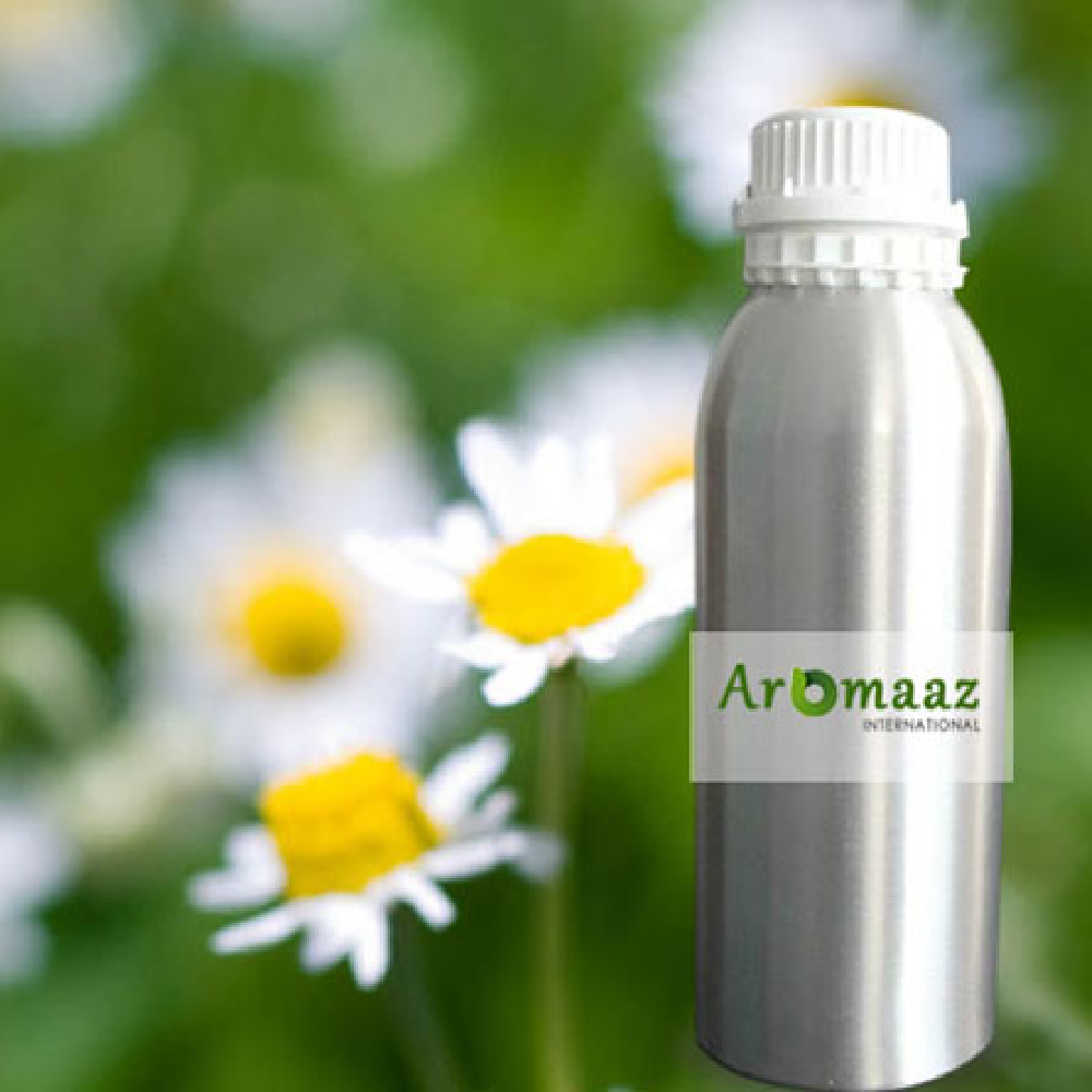 Matricaria recutita Flowers Chamomile German Essential Oil, For Cosmetic & Pharma