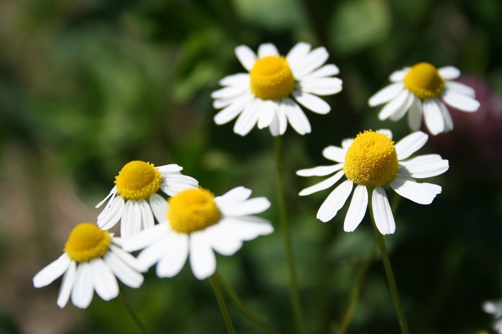 Chamomile German Oil, For Skin Care