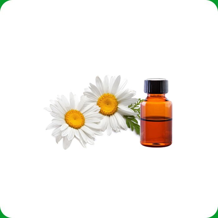 Chamomile Blue Oil