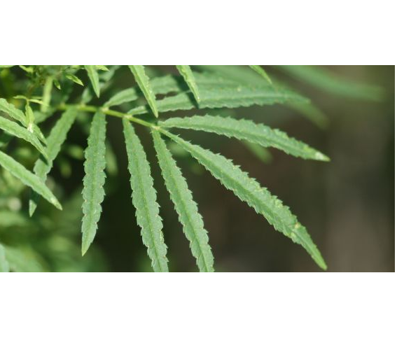 Tagetes Minuta Oil