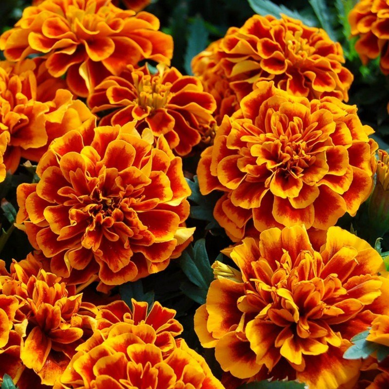 Tagetes Plant Oil