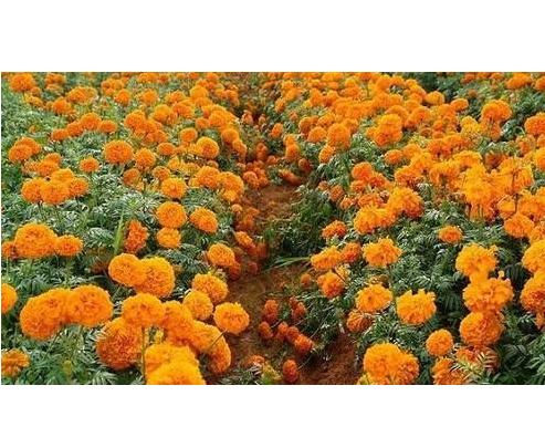 Tagetes Oil