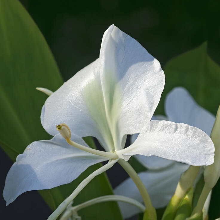 Natural Grade Lily Absolute Oil