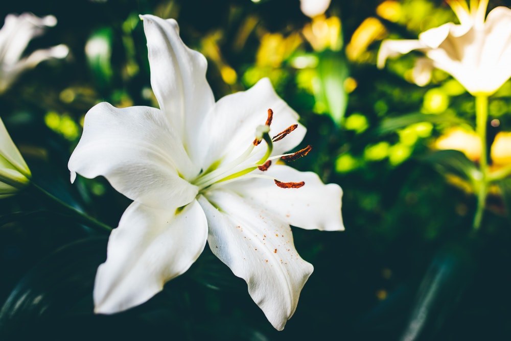 Lilium Auratum Lily Oil for Skin Care