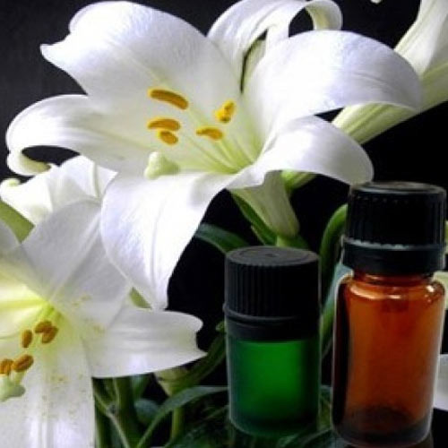 Pure Lilly Absolute Oil
