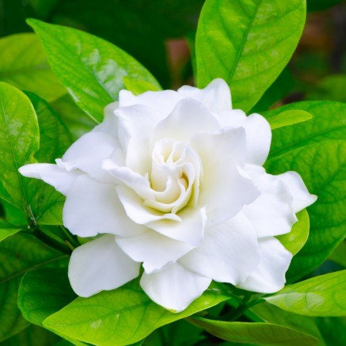Gardenia Oil