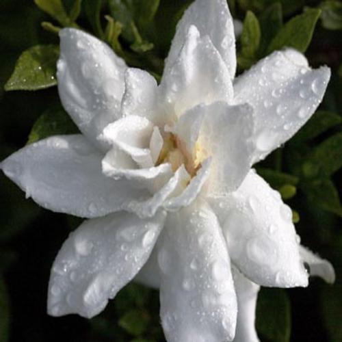Aroma Shop Soothing Gardenia Oil, For Cosmetic, 1 Litre