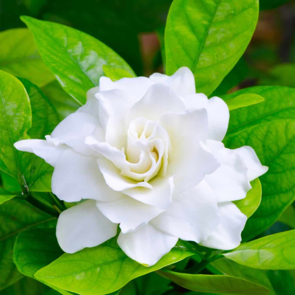KS Essentials Steam Distilled Gardenia Oil for Skin Care