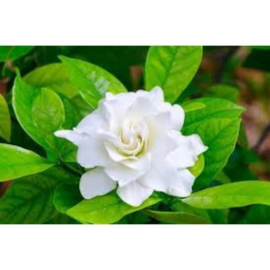 Maharashtra Flowers Gardenia, For Fragrance, Industrial