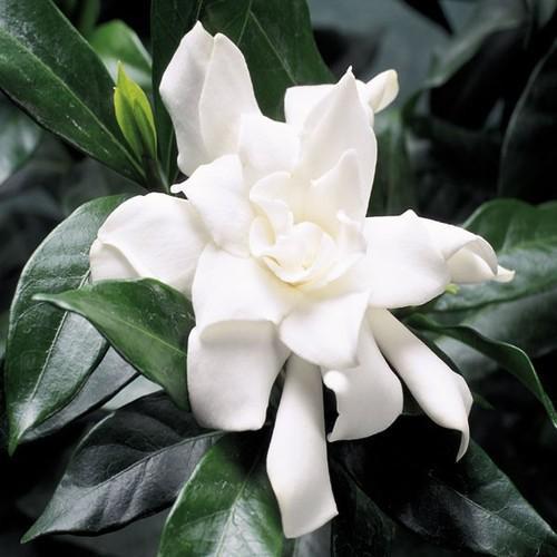 Flowers Gardenia Absolute Oil