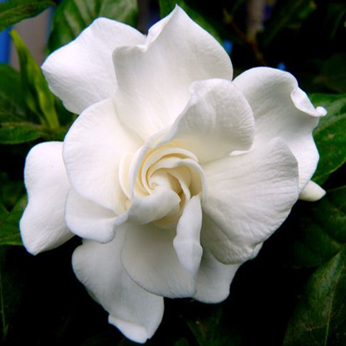 Gardenia Perfume Oil