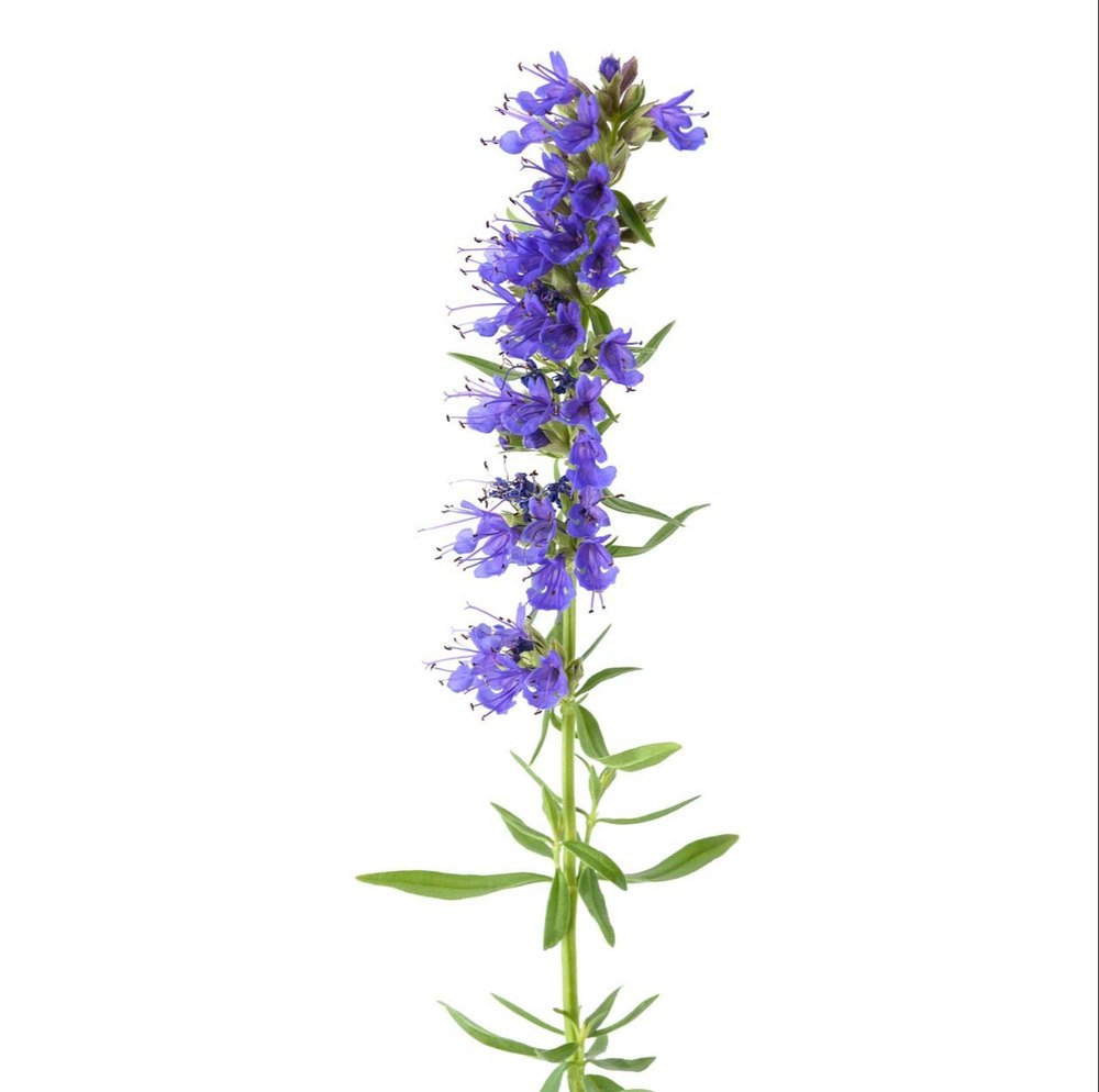 Hyssop Oil