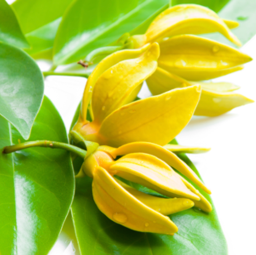 100% Pure Ylang Ylang Oil/ Cananga Essential Oil, For Aromatherapy