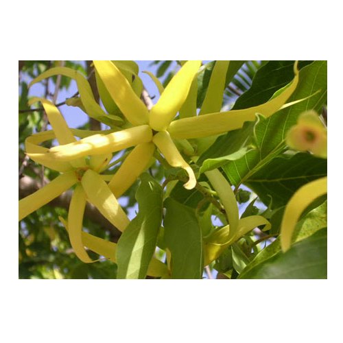 Clear Liquid to Pale Yellow NAL Cananga Essential Oil