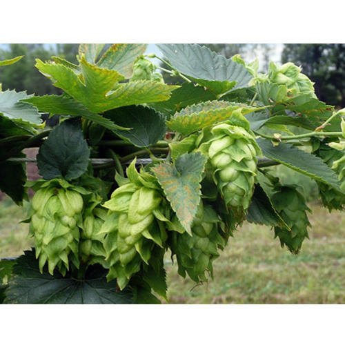 Hops Oil