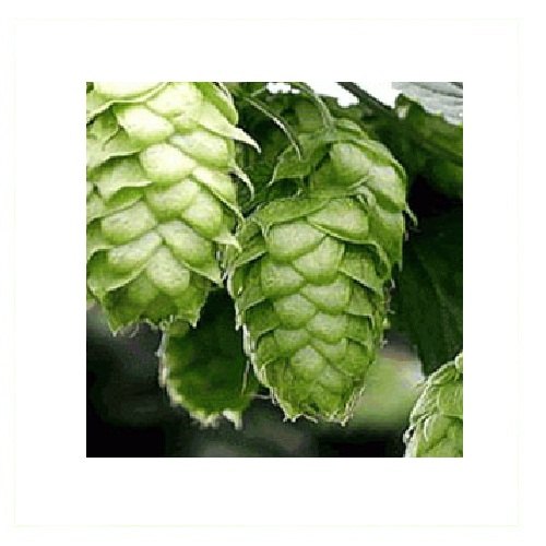 Humulus Lupulus NAL Hops Essential Oil