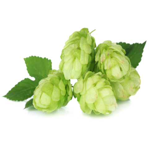 Hops Absolute Oil