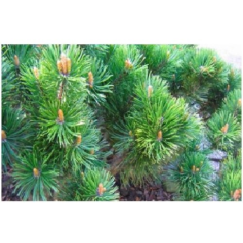 Dwarf Pine Oil