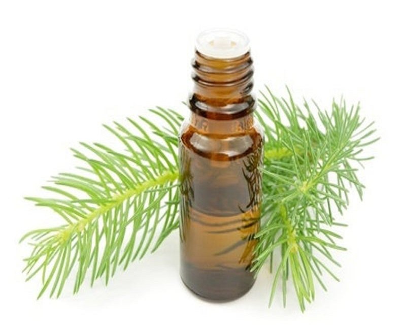 Pine Needle Essential Oil