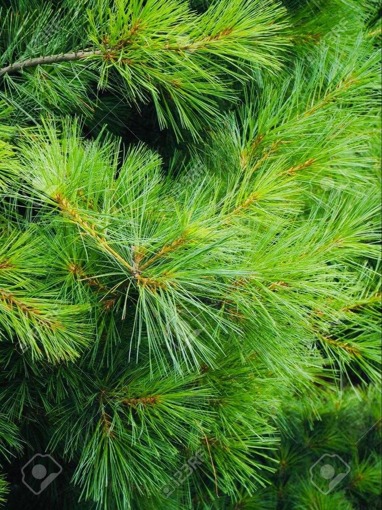 Liquid form Pinus Pine Needle Oil, For Aromatherapy