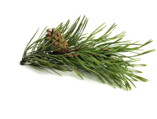 Natural Pine Oil