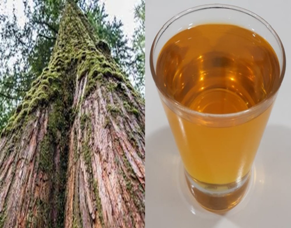 Cedarwood (Indian) Essential Oil