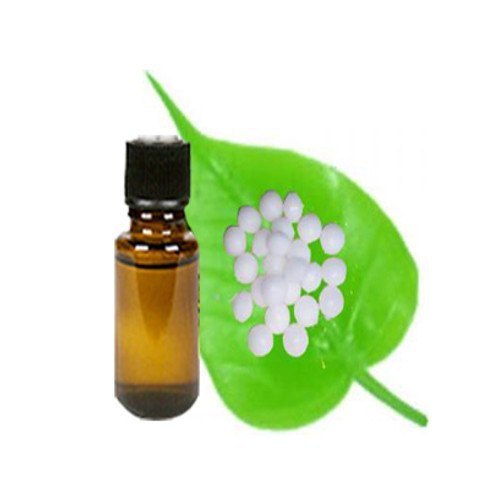 Cinnamomum camphora Camphor Oil